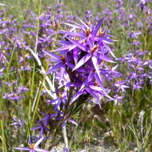 Tinsel Lilies