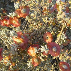 Maireana georgei or Satiny Bluebush