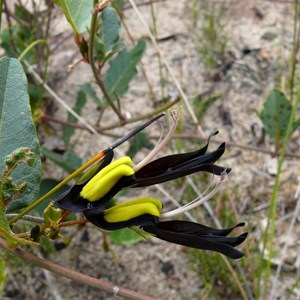 Kennedia nigricans, Fitzgerald River NP, WA