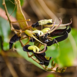 Kennedia nigricans