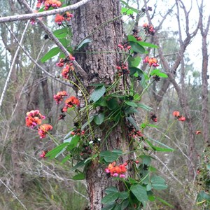 Kennedia coccinea near Albany, WA