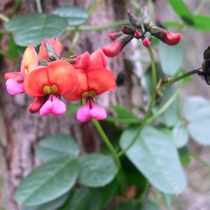 Kennedia coccinea near Albany, WA