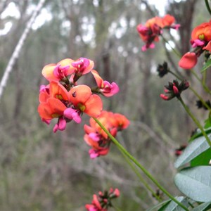 Kennedia coccinea near Albany, WA