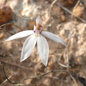 Sugar Orchid near Wave Rock, WA