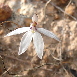 Sugar Orchid near Wave Rock, WA