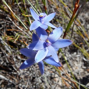 Blue Lady Orchid