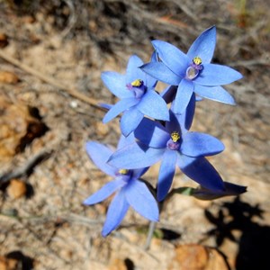 Blue Lady Orchid