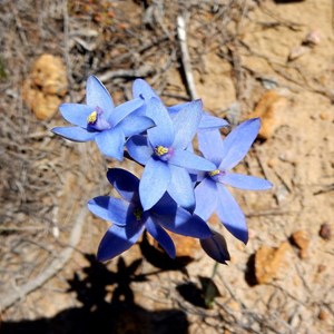 Blue Lady Orchid