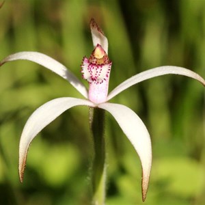 Caladenia hirta or Sugar Candy Orchid