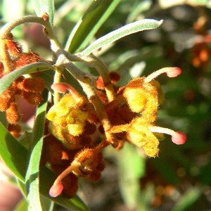 Grevillea floribunda