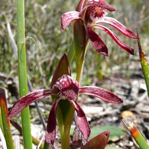 Redbeak orchid near Bremer Bay, WA