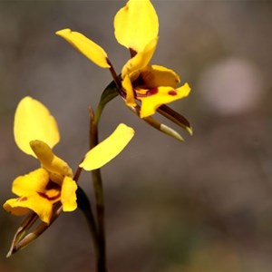 Swamp bee Orchid