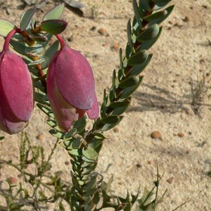 Qualap Bell, Fitzgerald River NP, WA