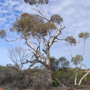 Marble Gum, Great Vistoria Desert, SA