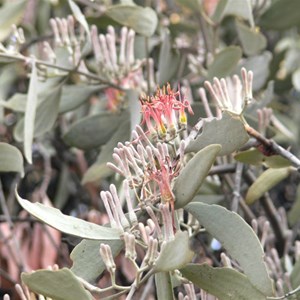 Amyema quandang near Cloncurry, Qld