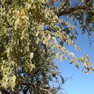 Bean Tree  ... Lysiphyllum gilvum