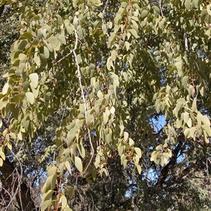   Bean Tree   ....  Lysiphyllum gilvum