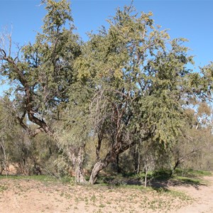 Bean Tree   ....     Lysiphyllum gilvum