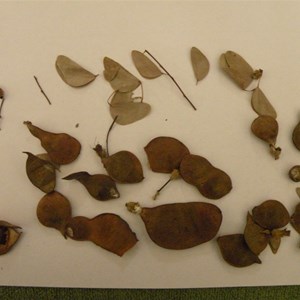 Bean tree leaves and bean pods.