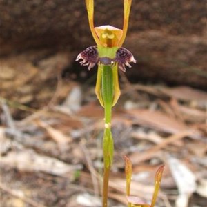 Hare Orchid