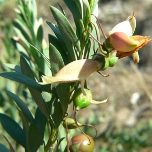 Fuschia Bush