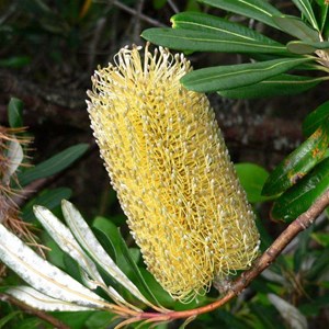 Coast Banksia