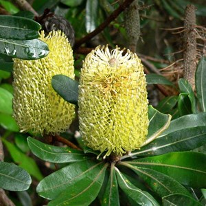 Banksia integrifolia, Myall Lakes NSW