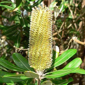 Banksia integrifolia, Myall Lakes NSW