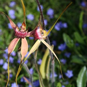 Esperance King Spider Orchid