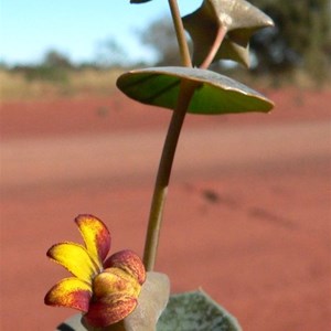 Velleia connata, Tanami Track, NT