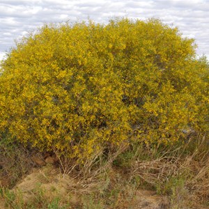 Acacia ligulata 