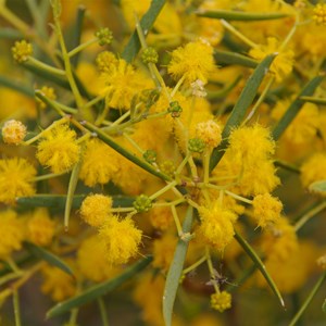 Acacia ligulata 