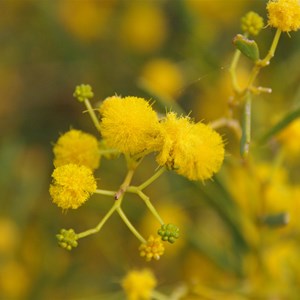 Acacia ligulata 