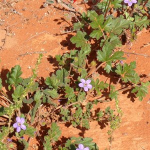 Blue Heronsbill near Andamooka, SA