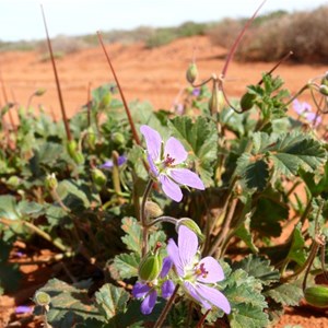 Blue Heronsbill near Andamooka, SA