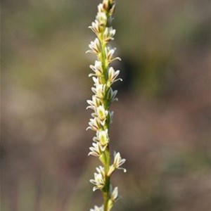 Little Leek Orchid