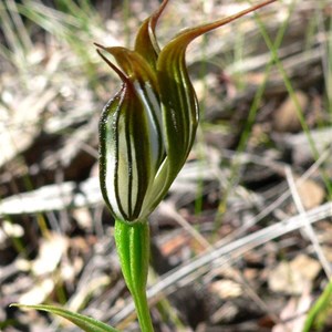 Pterostylis recurva, or Jug Orchid SW WA