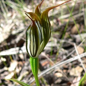 Pterostylis recurva, or Jug Orchid SW WA