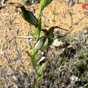 Pterostylis recurva, or Jug Orchid SW WA