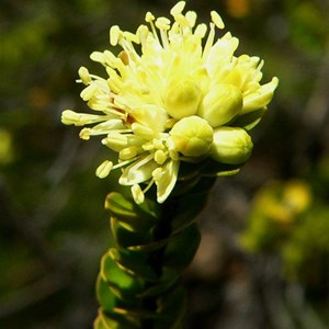 Phebalium rotundifolium