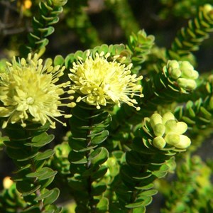 Phebalium rotundifolium