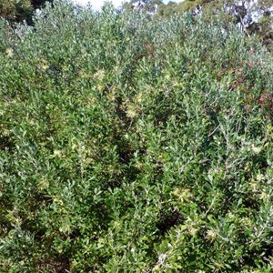 Olive Grevillea - Grevillia oleacea