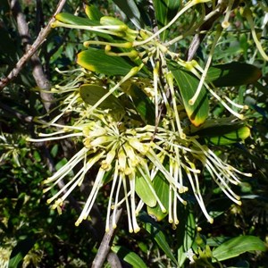 Olive Grevillea - Grevillia oleacea