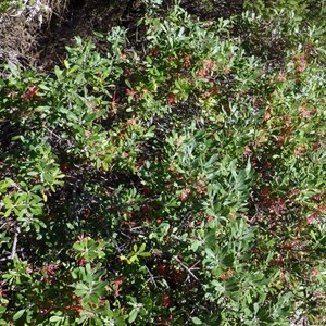 Olive Grevillea - Grevillia oleacea