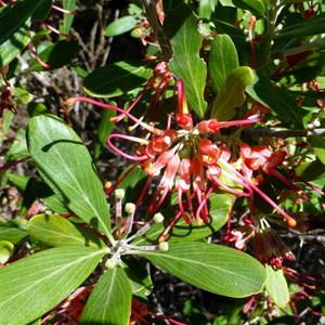 Olive Grevillea - Grevillia oleacea