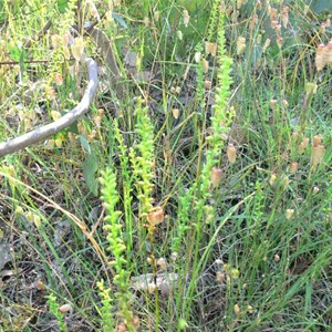 Slender Onion Orchid in grassland, NSW