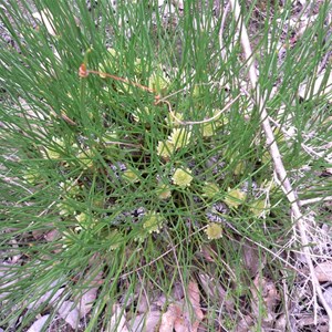 Petrophile longifolia, Stirling ranges NP, WA