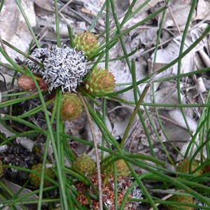 Petrophile longifolia, Stirling ranges NP, WA