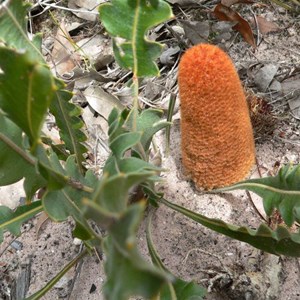 Banksia blechnifolia, Stirling Ranges NP, WA