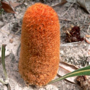 Banksia blechnifolia, Stirling Ranges NP, WA